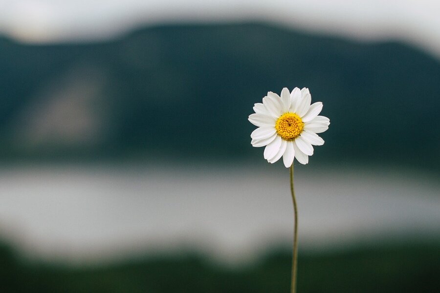 Daisy Flower Closeup Photograph Print 100% Australian Made