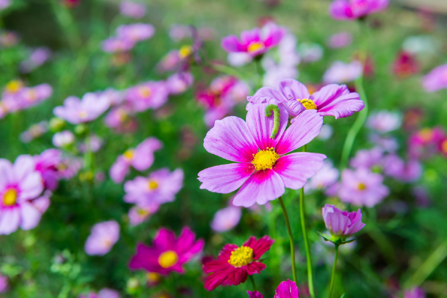 Pink Flowers Closeup Photograph Print 100% Australian Made
