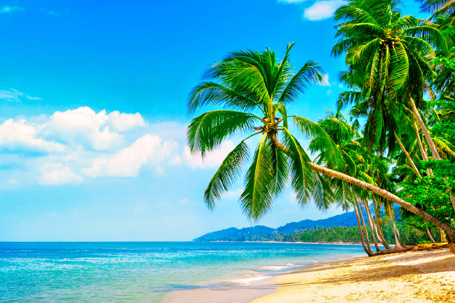 Tropical Beach with Palm Trees View Photograph Print 100% Australian Made