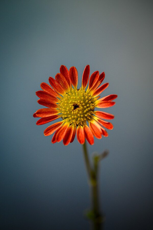 Red Gerbera Flower Closeup Photograph Print 100% Australian Made