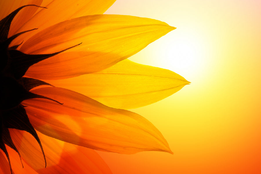 Sunflower Petals Sunset View Photograph Print 100% Australian Made