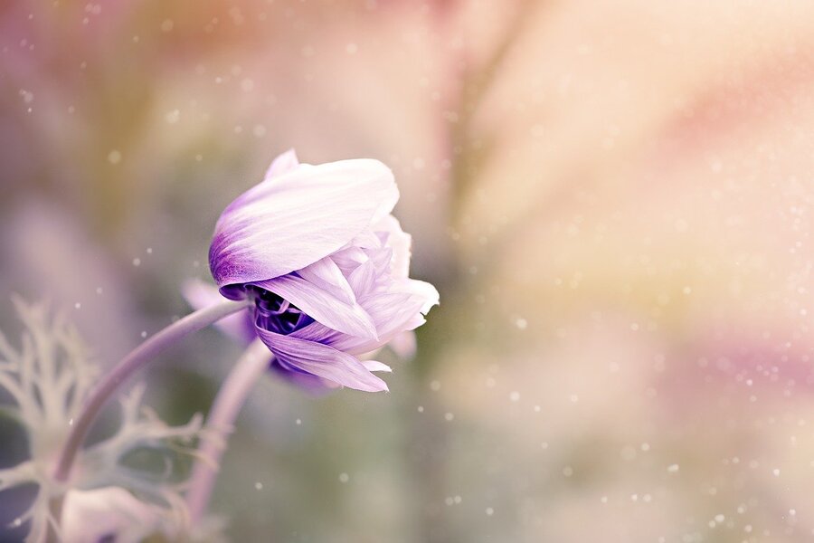 Purple Anemone Flower Closeup Photograph Print 100% Australian Made