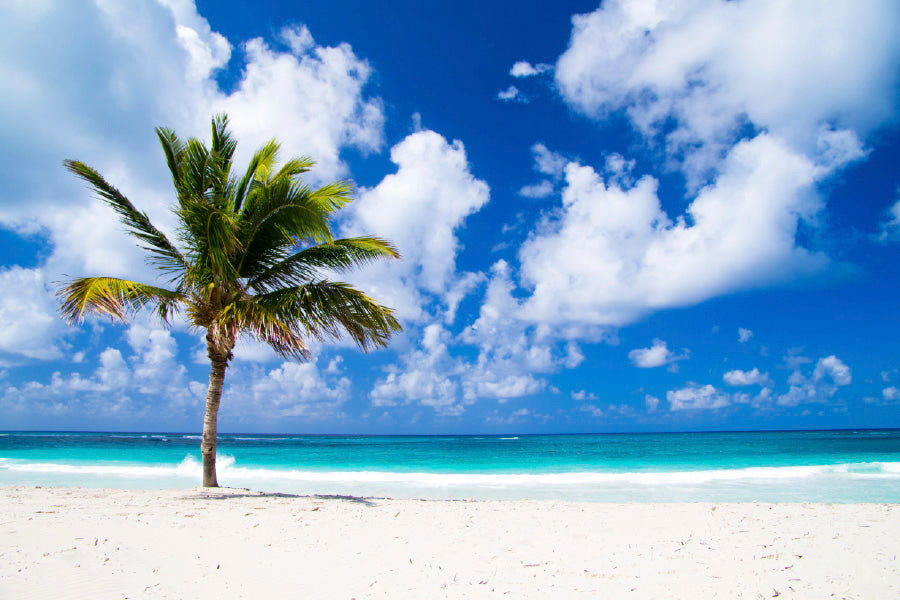 Palm Tree near Sandy Beach View Photograph Print 100% Australian Made