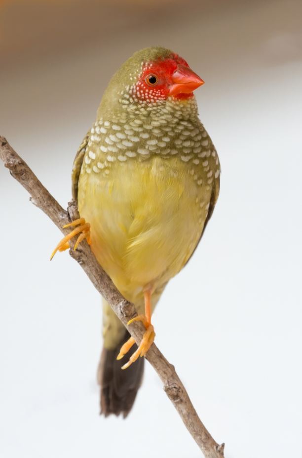 Beautiful Multicolored Gouldian Finch Bird Photograph Print 100% Australian Made