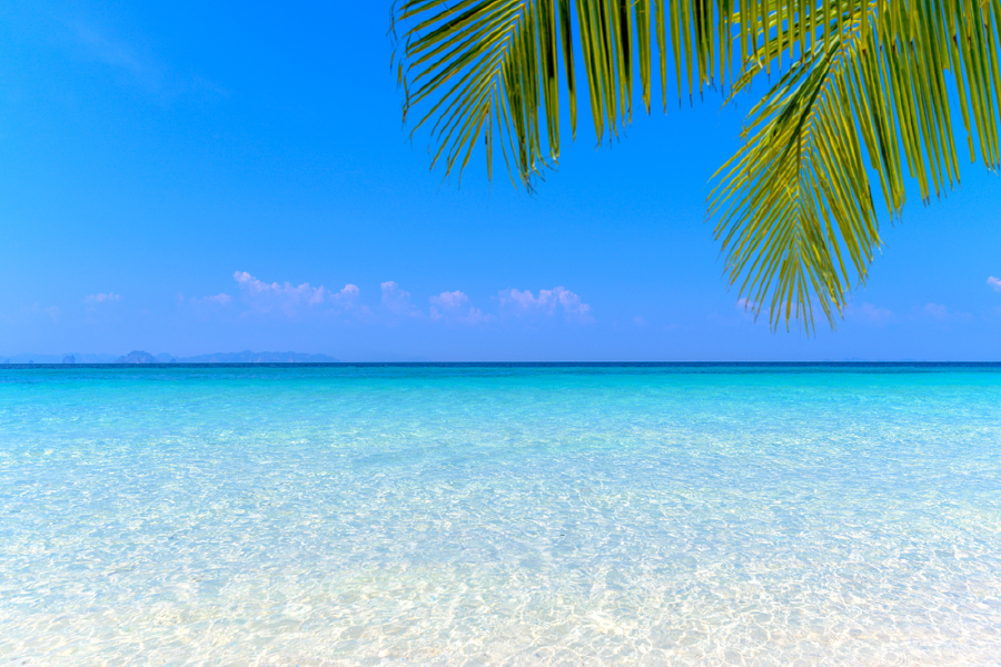 Palm Leaves & Sea Sky View Photograph Print 100% Australian Made