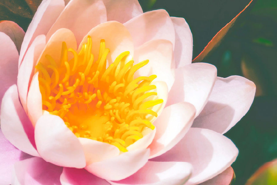 Pink Water Lily Closeup View Photograph Print 100% Australian Made
