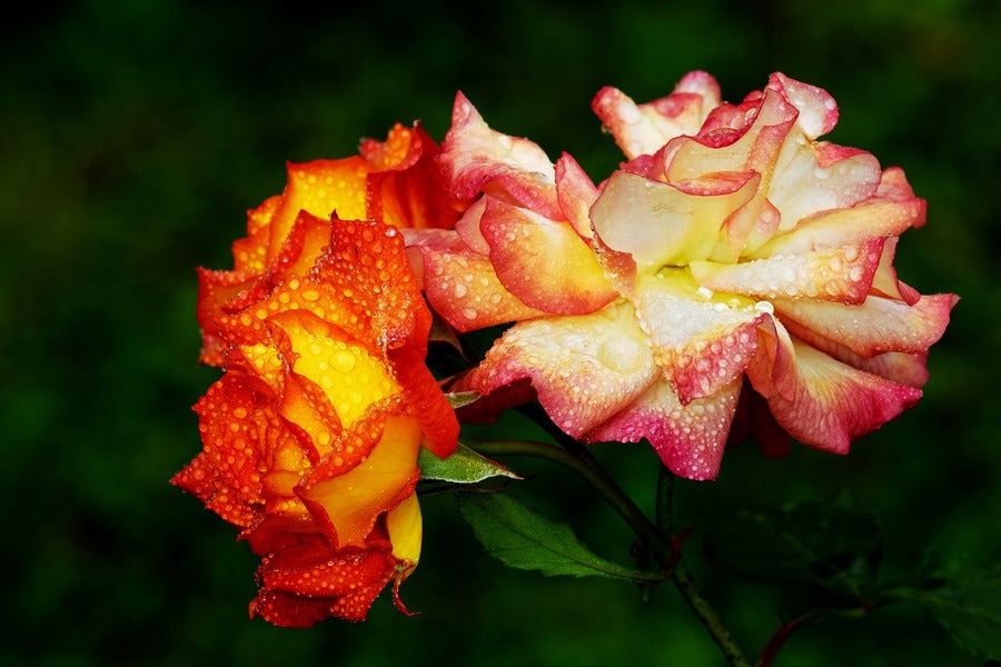 Yellow Red Roses Closeup Photograph Print 100% Australian Made