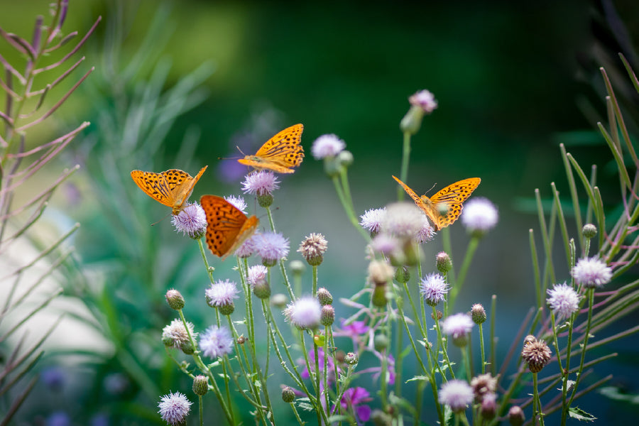 Butterflies on Flower Buds View Photograph Print 100% Australian Made