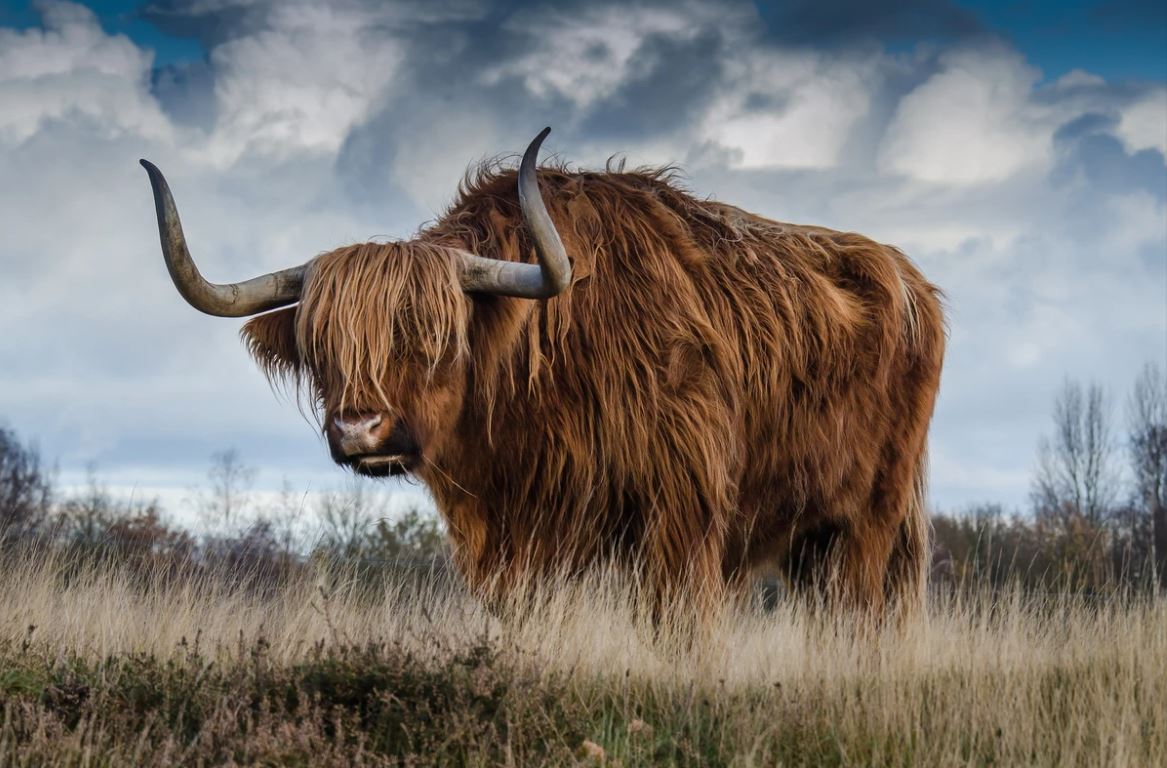 Highland Cow on Field Photograph Home Decor Premium Quality Poster Print Choose Your Sizes