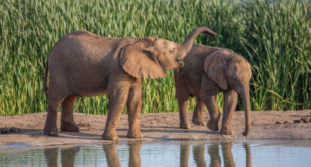 Elephants Near Lake Photograph Home Decor Premium Quality Poster Print Choose Your Sizes