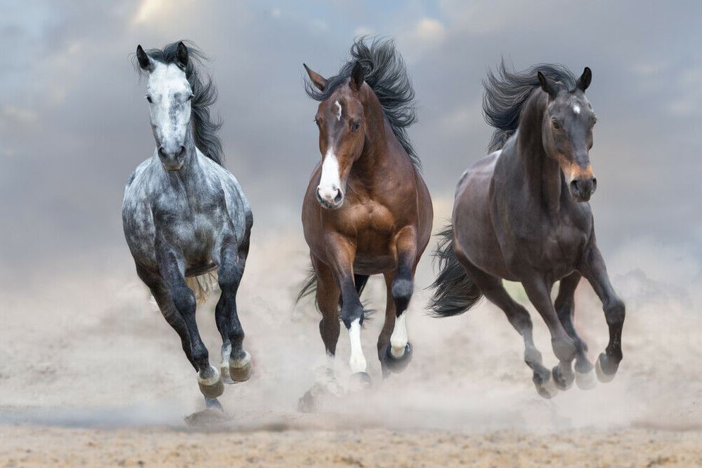 Running Horses on Sand Ground Photograph Print 100% Australian Made
