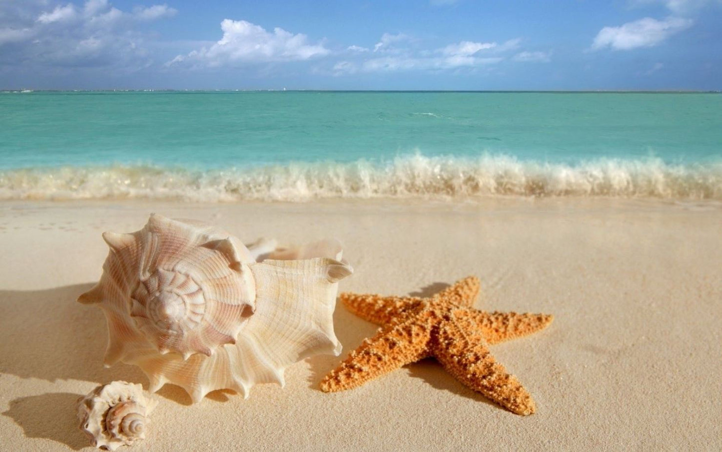 Sea Shells & Star Fish Beach View Photograpg Print 100% Australian Made
