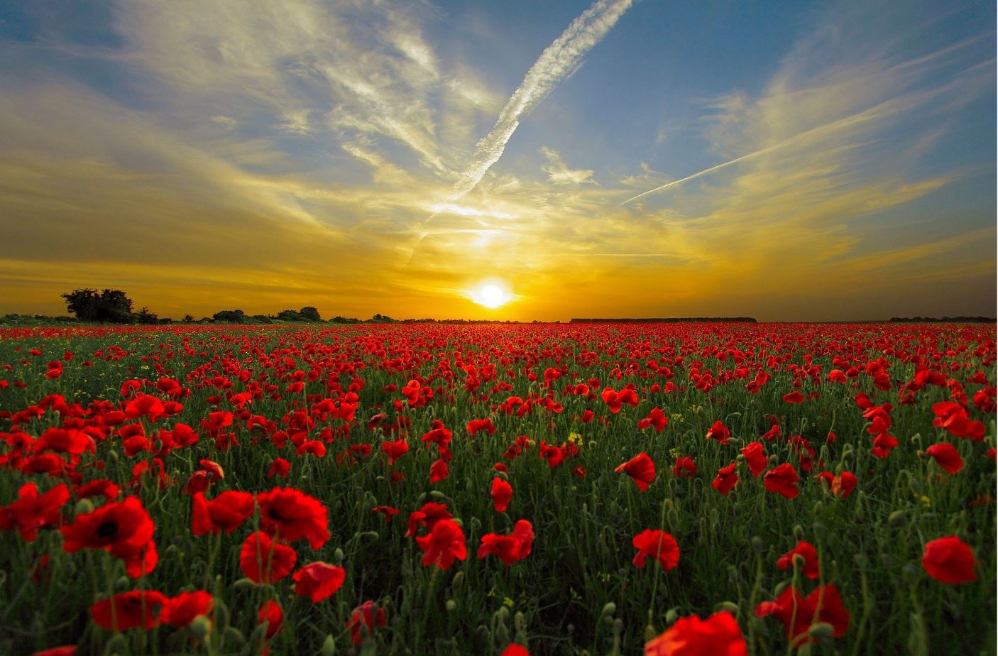 Stunning Flower Field Sunset View Photograph Print 100% Australian Made