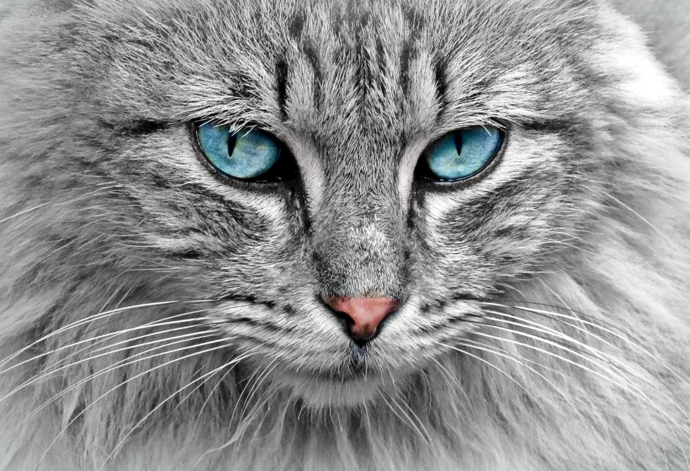 Cat Portrait with Blue Eyes Photograph Print 100% Australian Made