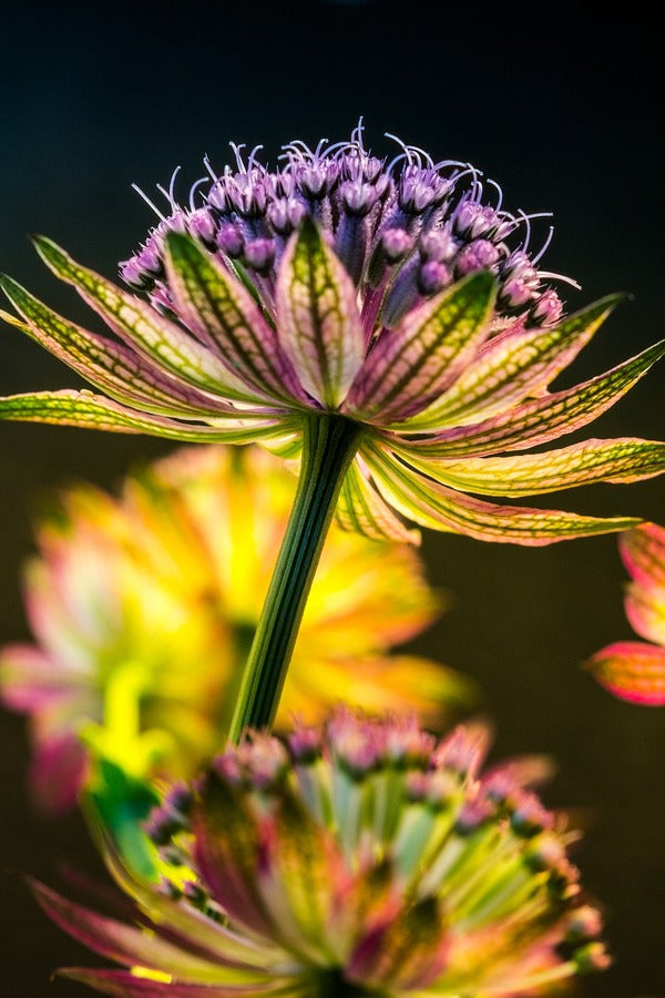 Great Masterwort Flower Photograph Print 100% Australian Made