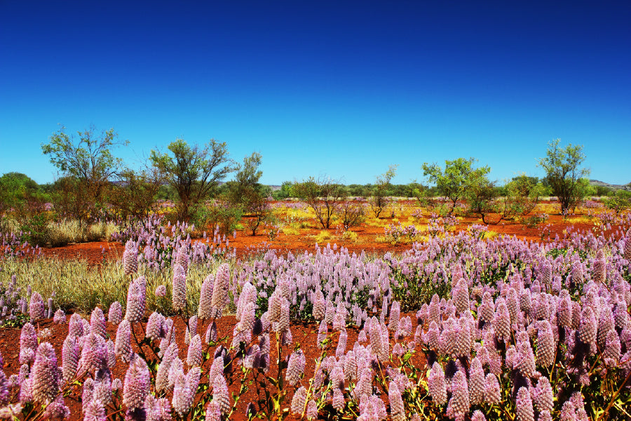 Pink Tasmanian Lavenders View Photograph Print 100% Australian Made