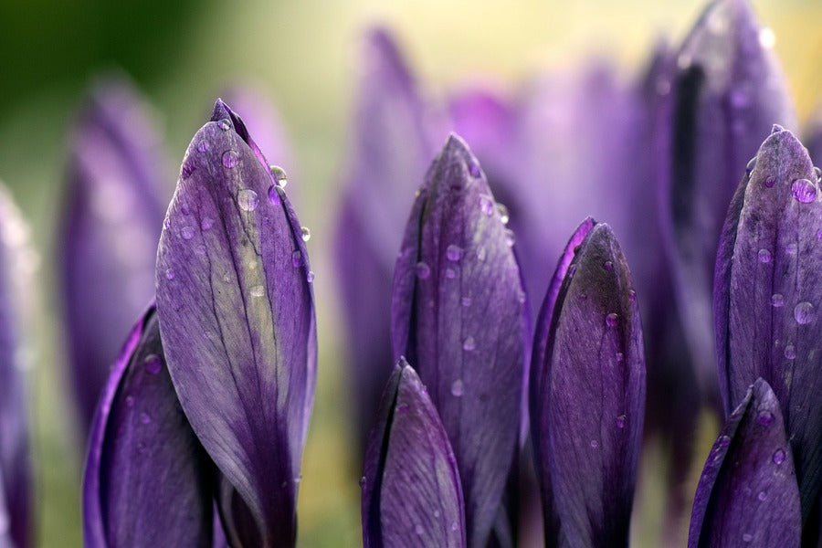 Purple Crocus Flowers Petals Photograph Print 100% Australian Made