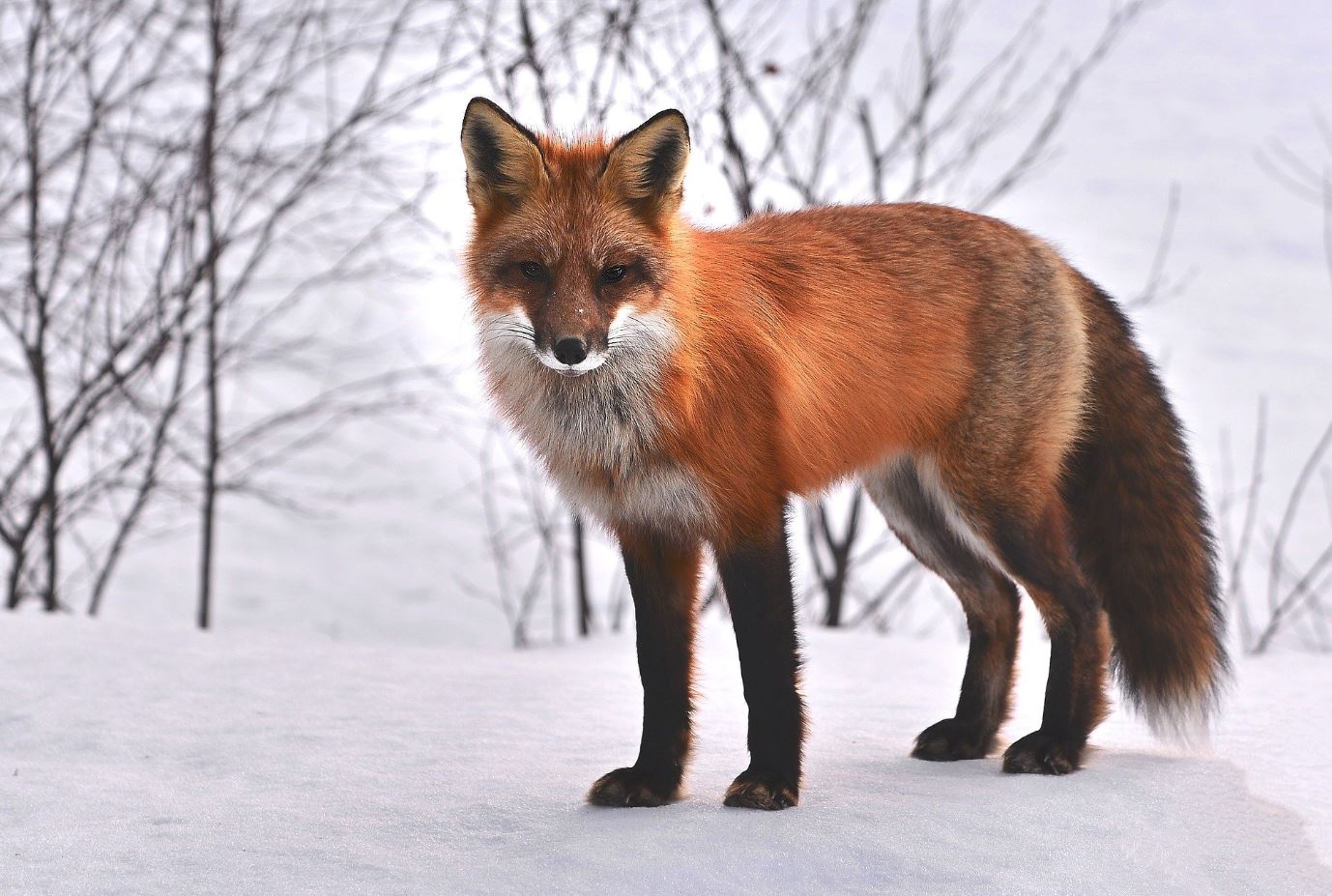 Fox in Snow Covered Forest View Photograph Home Decor Premium Quality Poster Print Choose Your Sizes