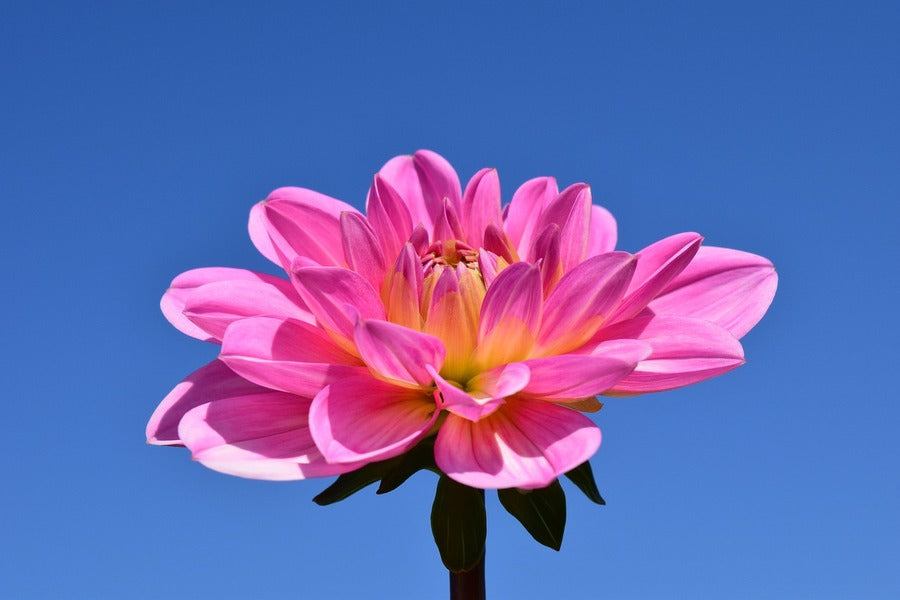 Pink Dahlia Flower & Blue Sky Photograph Print 100% Australian Made