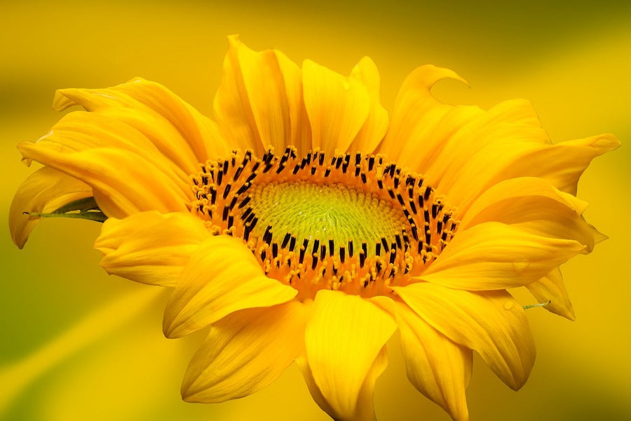 Sunflower Closeup Photograph Print 100% Australian Made
