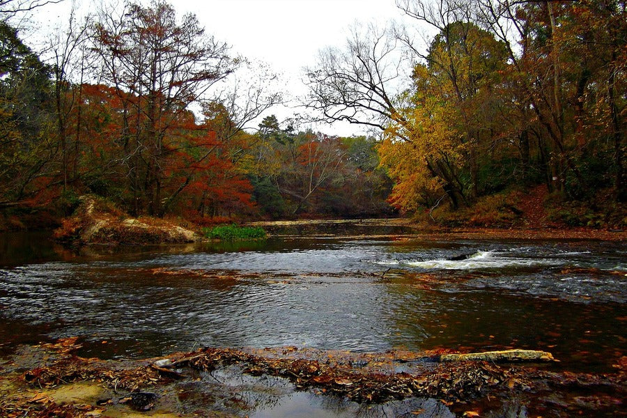 Autumn Forest & River View Photograph Print 100% Australian Made