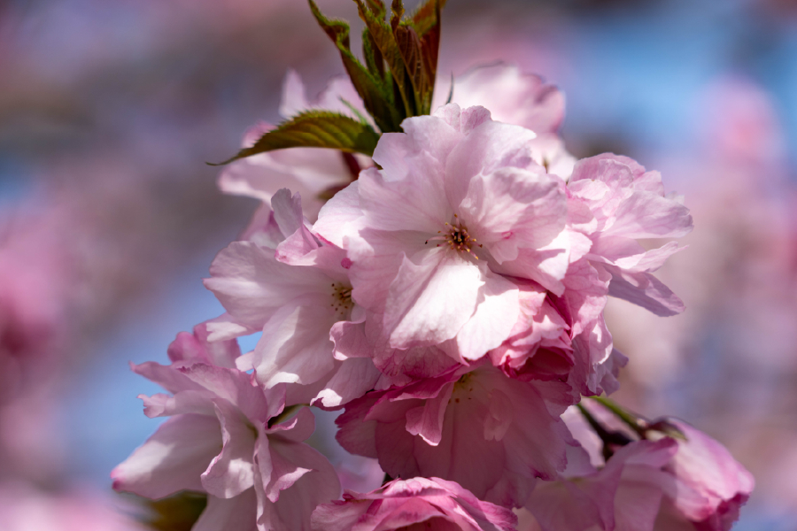 Pink Flower Closeup Photograph Print 100% Australian Made
