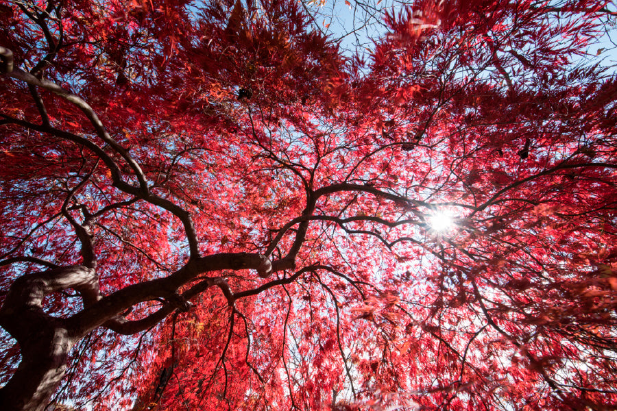Bella Home Red Autumn leaves With Sky View Print Canvas Ready to hang