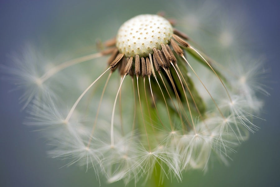 Dandelion Closeup Photograph Print 100% Australian Made