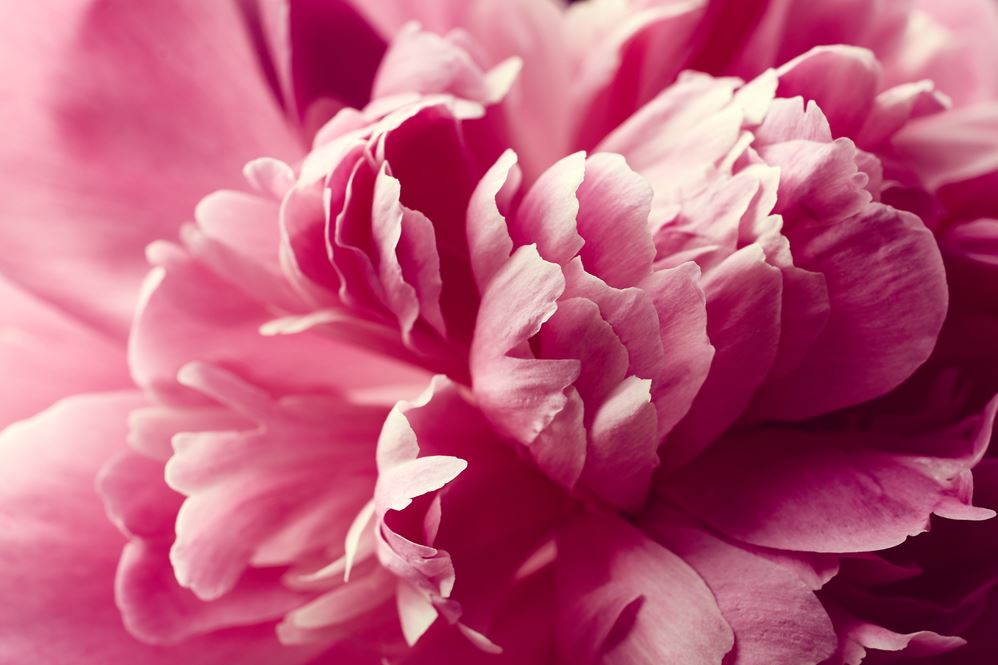 Pink Flower Macro Photograph Home Decor Premium Quality Poster Print Choose Your Sizes