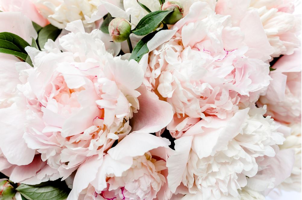 Pink Peonies Macro Photograph Home Decor Premium Quality Poster Print Choose Your Sizes
