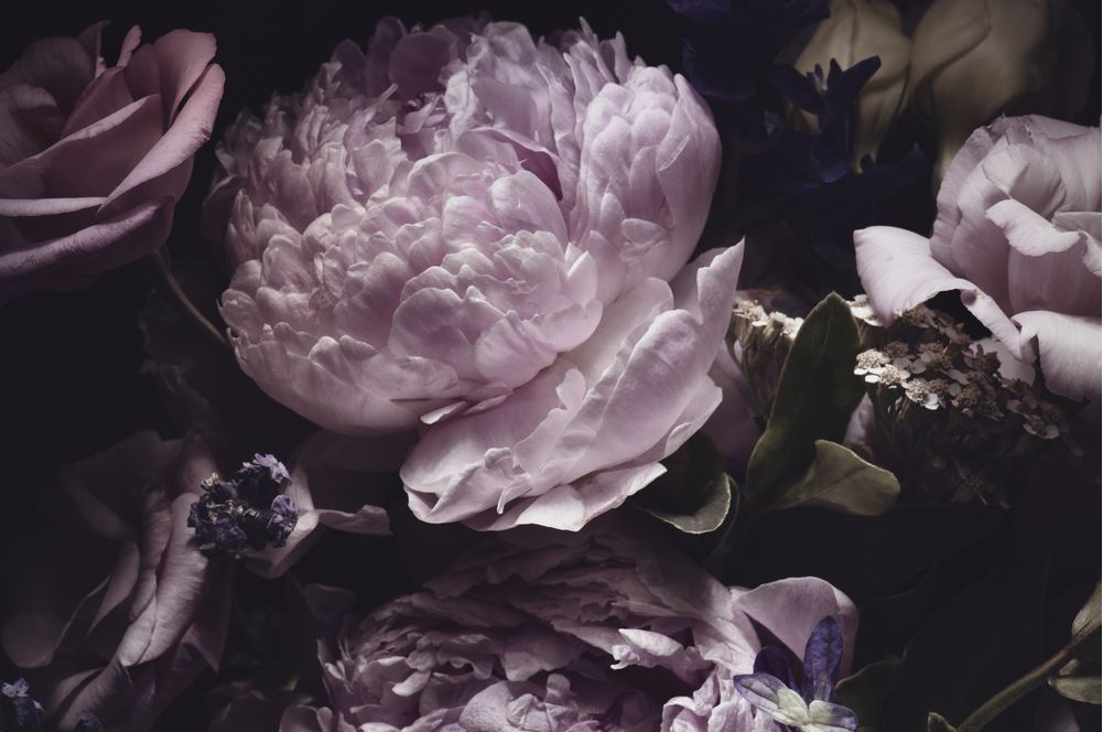 Pink Peonies Macro Photograph Home Decor Premium Quality Poster Print Choose Your Sizes