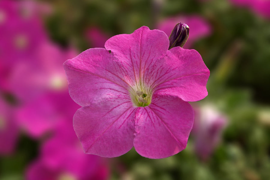 Pink Flower Closuep Photograph Print 100% Australian Made