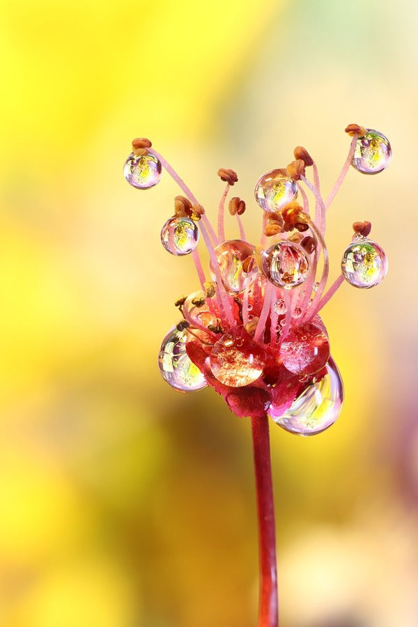 Flowers Dew Drop Macro Photograph Print 100% Australian Made