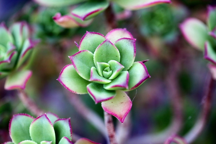 Green Purple Succulent Flower Closeup Photograph Print 100% Australian Made
