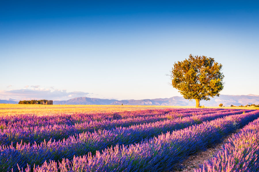 Bella Home Lavender Field Summer Sunset In France Print Canvas Ready to hang