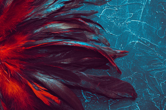 Colorful Feathers Photograph Print 100% Australian Made