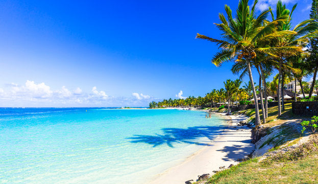 Palm Trees on Beach Scenery View Home Decor Premium Quality Poster Print Choose Your Sizes