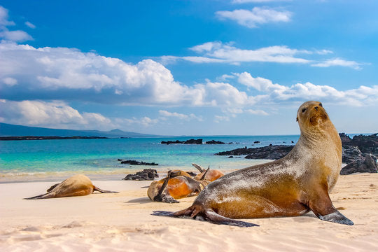 Sea Lions on Sea Shore Photograph Print 100% Australian Made
