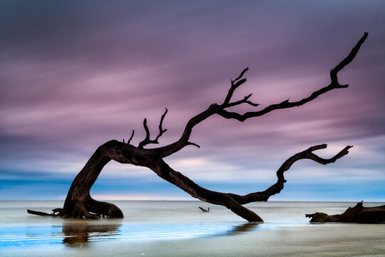 Dead Tree on Sea Photograph Home Decor Premium Quality Poster Print Choose Your Sizes
