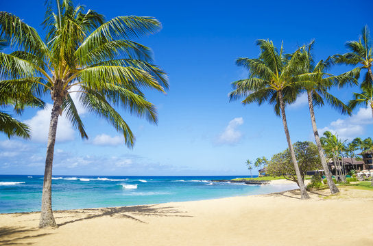 Palm Trees on Beach Photograph Home Decor Premium Quality Poster Print Choose Your Sizes