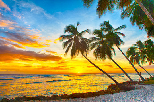 Palm Trees Near Sea Sunset View Print 100% Australian Made