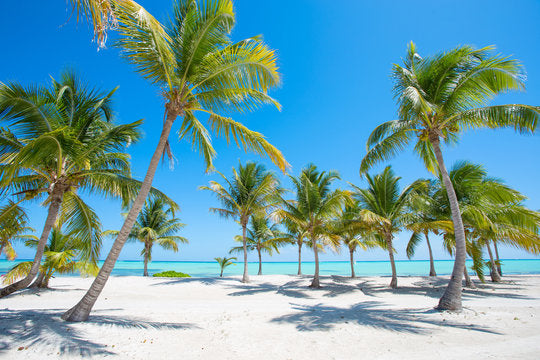 Palm Tress on Sand Near Sea View Print 100% Australian Made