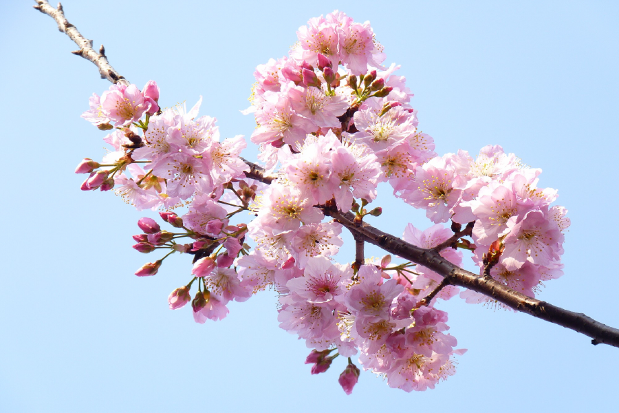 Blossom Flowers On Tree Closeup Photograph Print 100% Australian Made