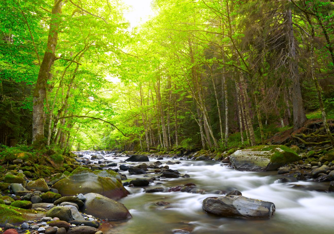 Stunning Water Stream in Forest Photograph Print 100% Australian Made