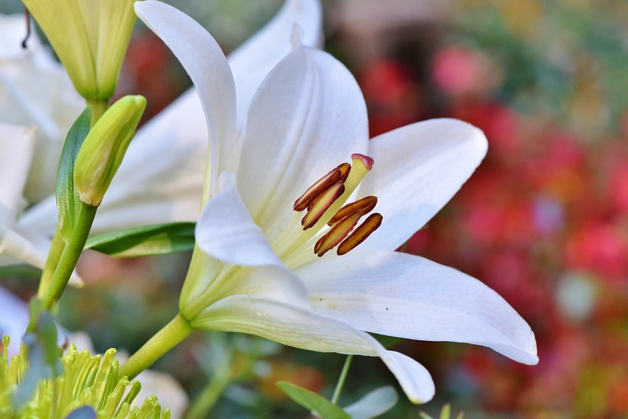 White Lily Flower Closeup Photograph Print 100% Australian Made