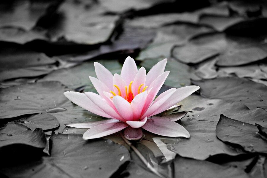 Pink Water Lily Flower Closeup Photograph Print 100% Australian Made