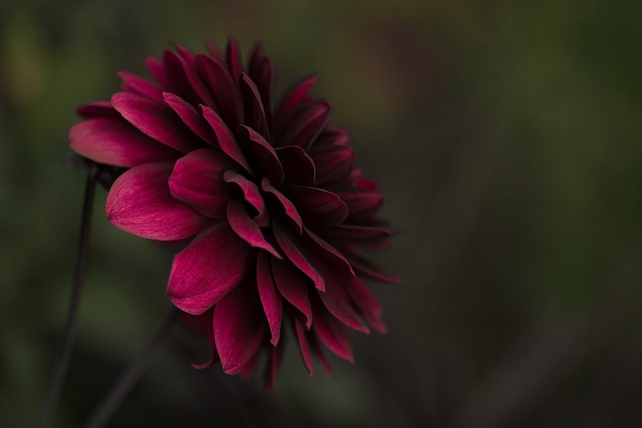 Dark Red Dahlia Flower View Photograph Print 100% Australian Made