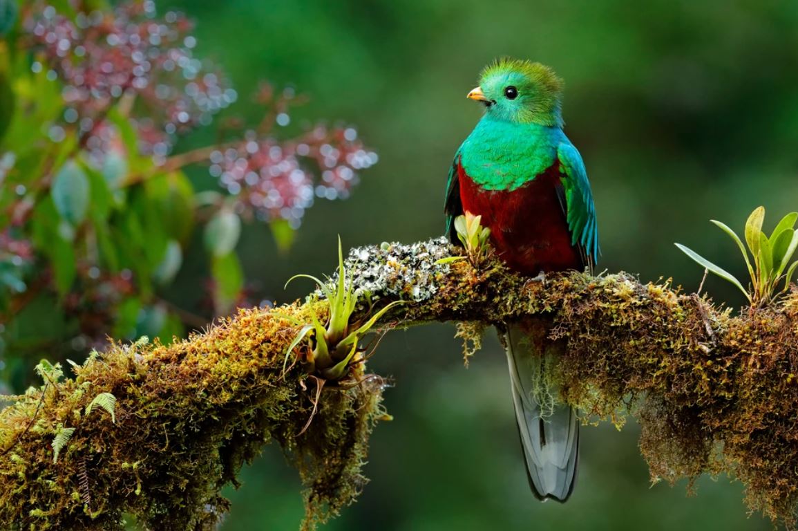 Bird on a Tree Scenery Photograph Home Decor Premium Quality Poster Print Choose Your Sizes