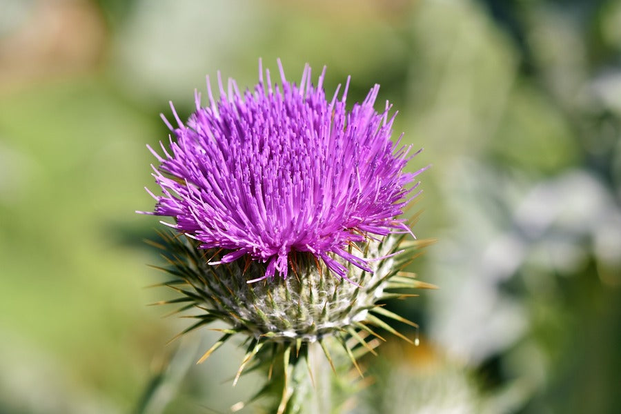 Purple Thistle Flower Closeup Photograph Print 100% Australian Made