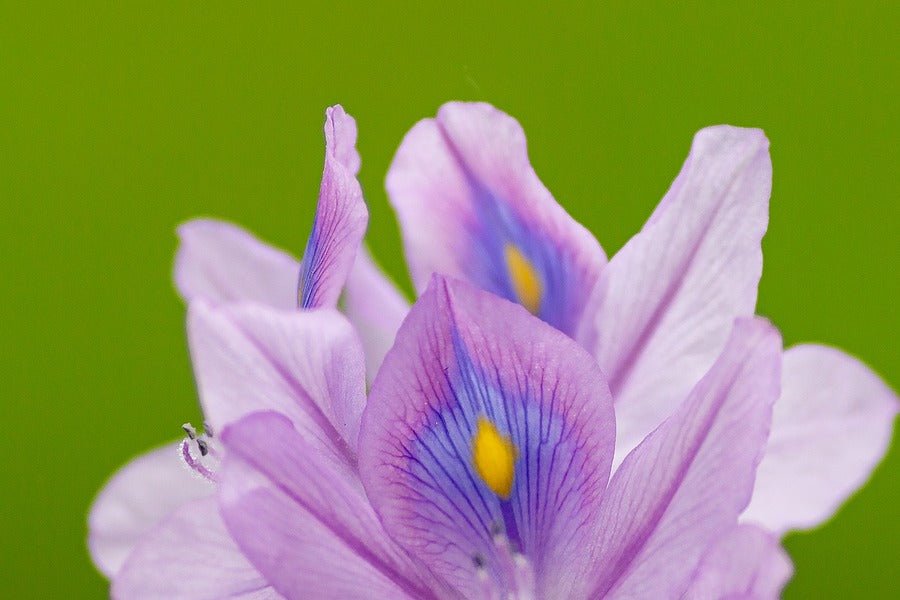Purple Eichhornia Crassipes Flower Closeup Photograph Print 100% Australian Made